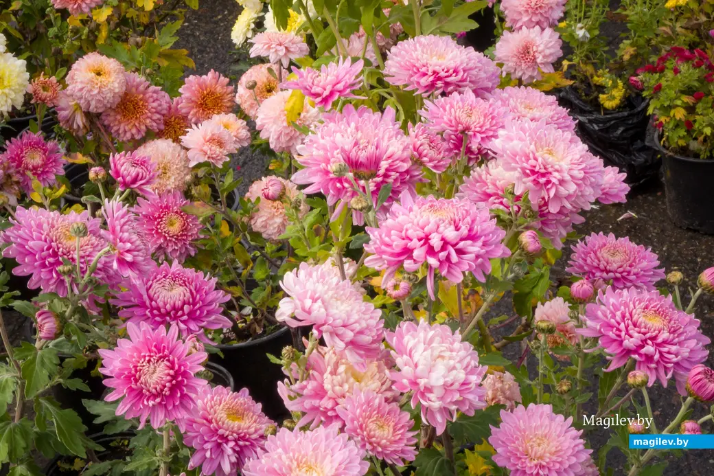 26.10.2025. Улица Горького. Сельскохозяйственная ярмарка «Золотая осень»