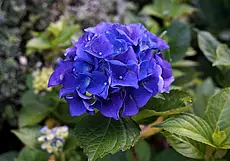 Почему гортензию лучше не подкармливать золой?