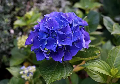 Почему гортензию лучше не подкармливать золой?