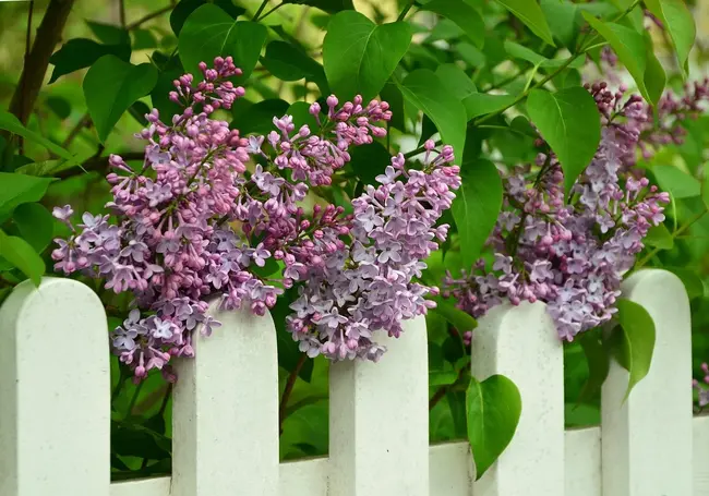 После осенней обрезки сирень весной не зацветет