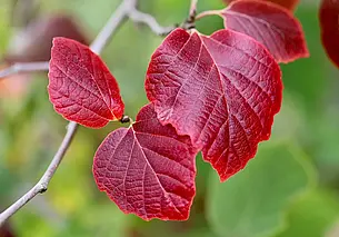 Временами дожди и до плюс 10: погода в Могилеве в понедельник, 27 октября