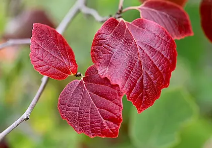 Временами дожди и до плюс 10: погода в Могилеве в понедельник, 27 октября