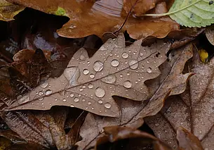 Облачно и холодно: погода в Могилеве во вторник, 28 октября