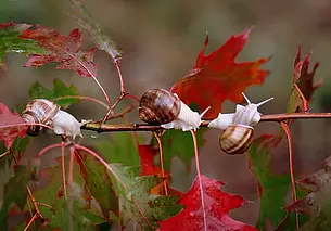 Временами дожди, облачно: какой будет погода в Могилеве в среду, 29 октября