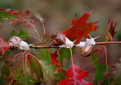 Временами дожди, облачно: какой будет погода в Могилеве в среду, 29 октября