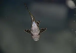 С 1 ноября в Беларуси вводится запрет на лов двух видов рыбы