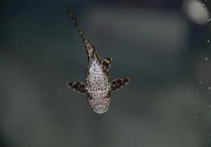 С 1 ноября в Беларуси вводится запрет на лов двух видов рыбы