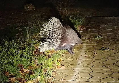 Под Гомелем жители деревни бьют тревогу из-за дикобраза, который приходит по ночам