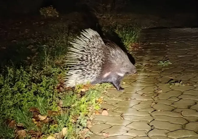 Под Гомелем жители деревни бьют тревогу из-за дикобраза, который приходит по ночам