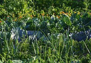 Осенью или весной: когда лучше вносить доломитовую муку