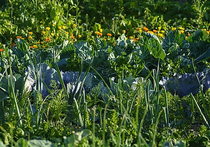 Осенью или весной: когда лучше вносить доломитовую муку
