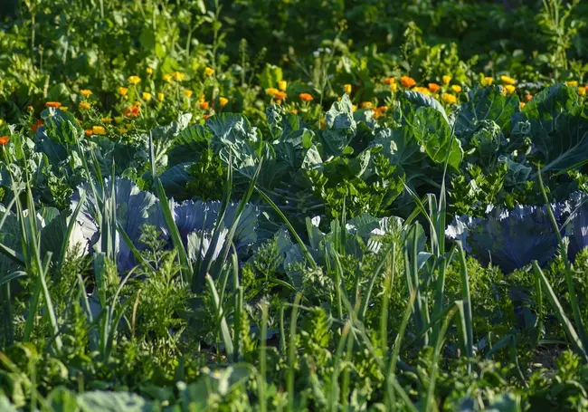 Осенью или весной: когда лучше вносить доломитовую муку