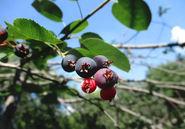 Вот почему я посадила иргу у себя на даче