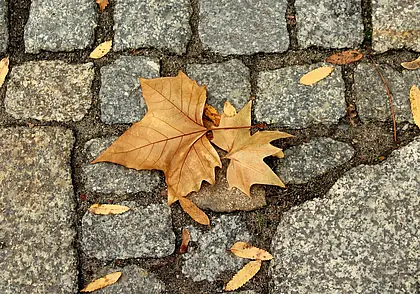 Облачно, но тепло: какой будет погода в Могилеве в понедельник, 3 ноября