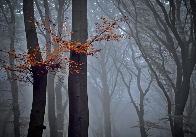 Оранжевый уровень опасности из-за тумана объявлен в Беларуси на 5 ноября