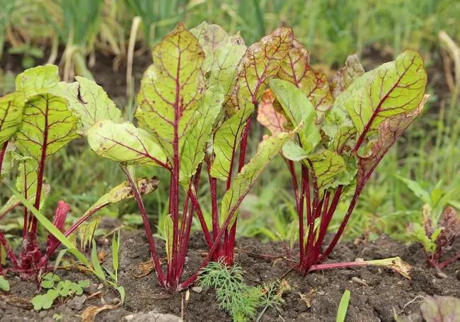Свеклу сеем после капусты, а морковь – после бобовых