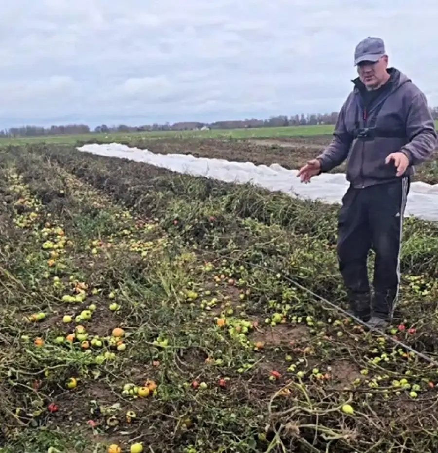 Житель деревни Пархимковичи Кировского района Михаил Михайлюк предлагает томаты по 1 рублю за кило. Кадр видео.