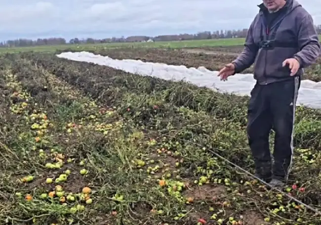 Хозяин из Кировского района отдает томаты по 1 рублю за кило. Почему так дешево?