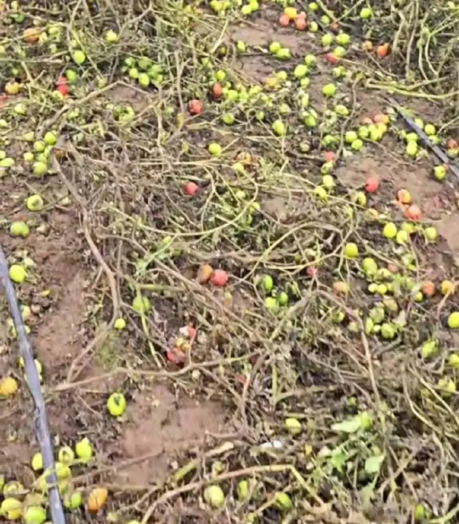 Житель деревни Пархимковичи Кировского района Михаил Михайлюк предлагает томаты по 1 рублю за кило. Кадр видео.