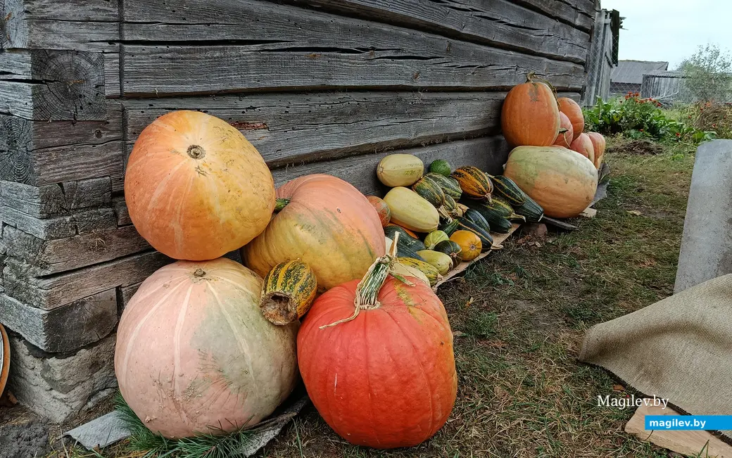 Сентябрь 2025 г. Деревня Зеленковичи Глусский район.