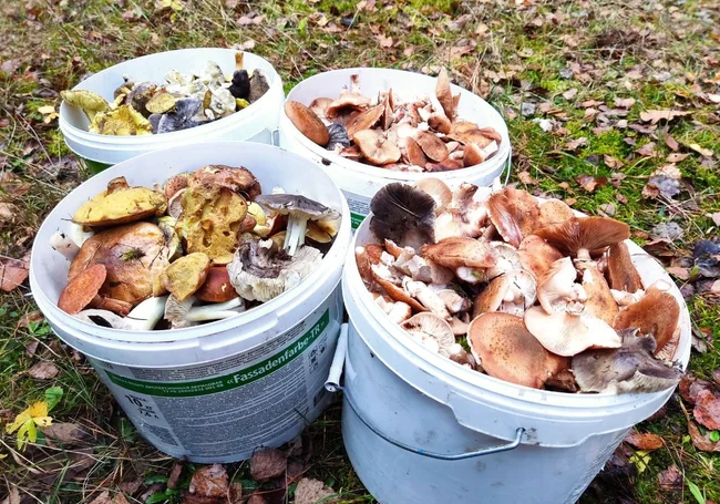 Как мы 7 ноября грибной сезон закрыли: опята в лесу еще есть!