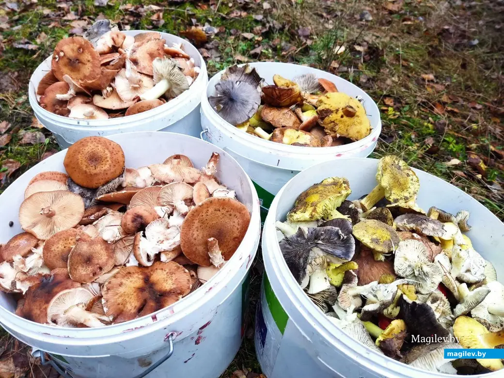 7.11.2025 г. Как мы грибной сезон закрыли