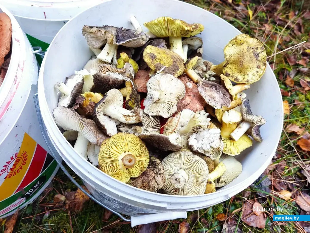 7.11.2025 г. Как мы грибной сезон закрыли: зеленушки и подзеленки