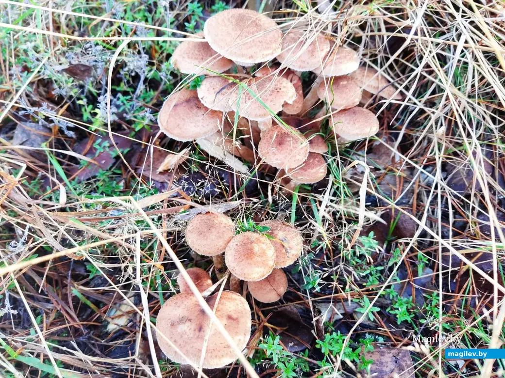 7.11.2025 г. Как мы грибной сезон закрыли: опята