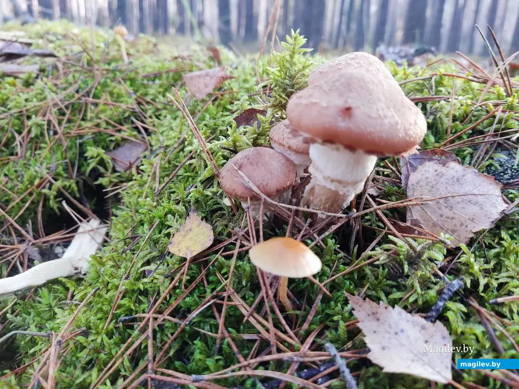 7.11.2025 г. Как мы грибной сезон закрыли: опята