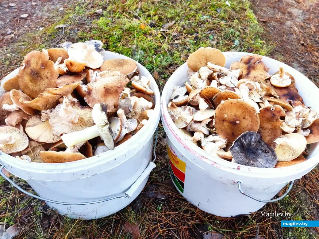 7.11.2025 г. Как мы грибной сезон закрыли: