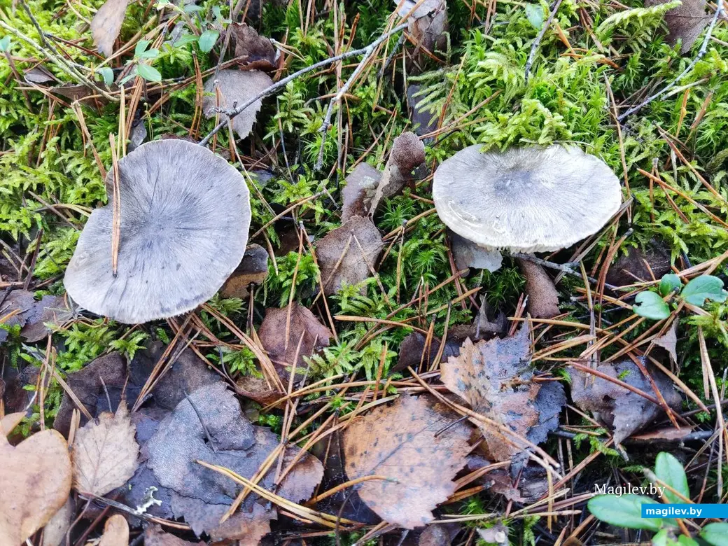 7.11.2025 г. Как мы грибной сезон закрыли: подзеленки