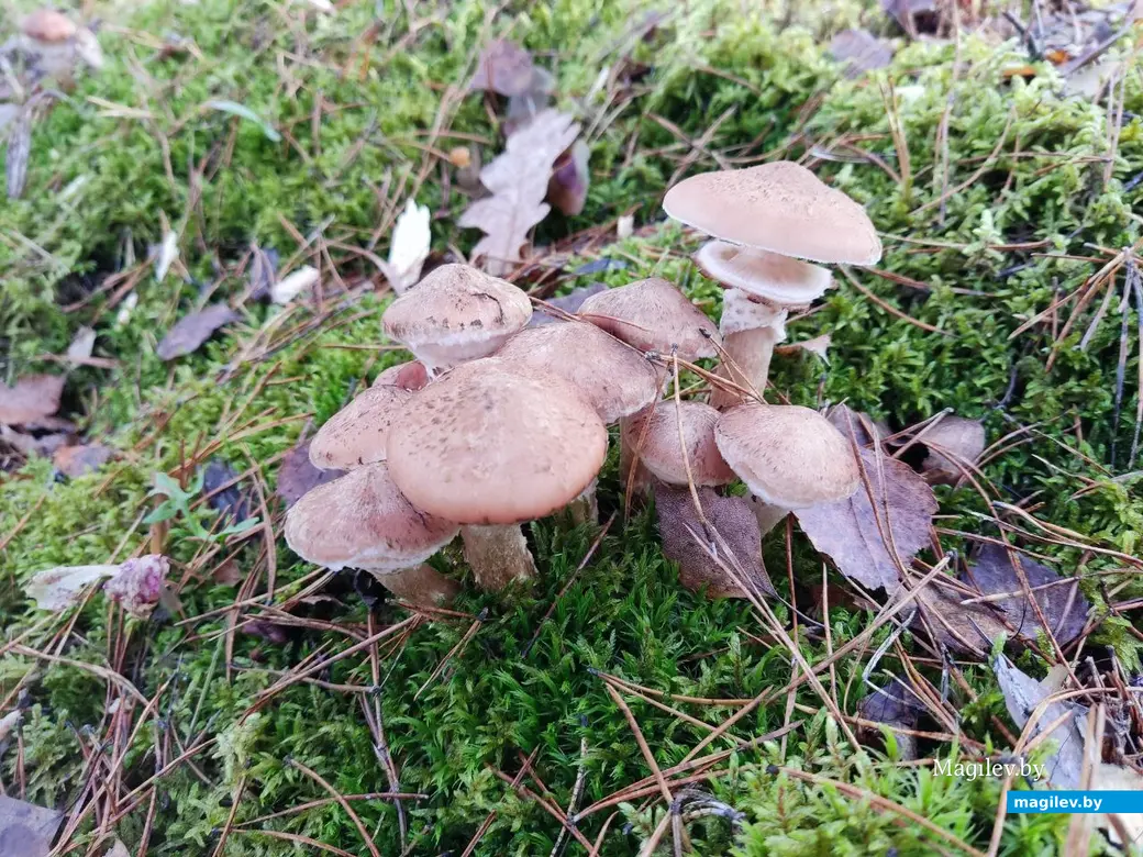 7.11.2025 г. Как мы грибной сезон закрыли: опята