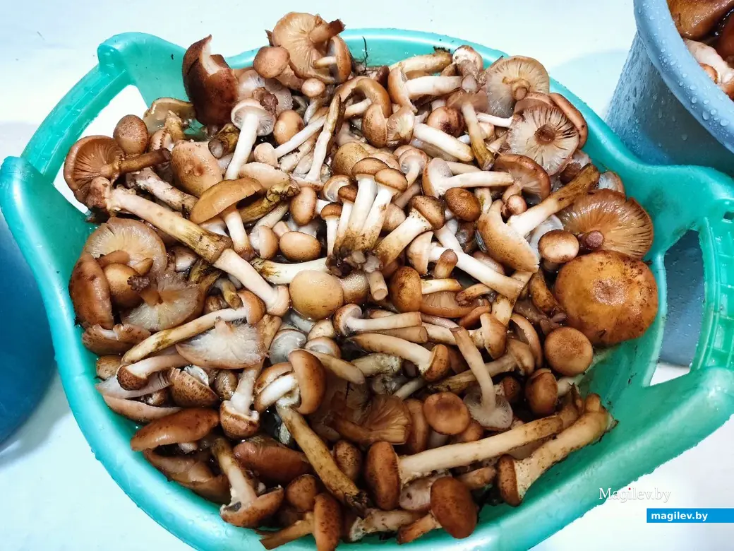 7.11.2025 г. Как мы грибной сезон закрыли