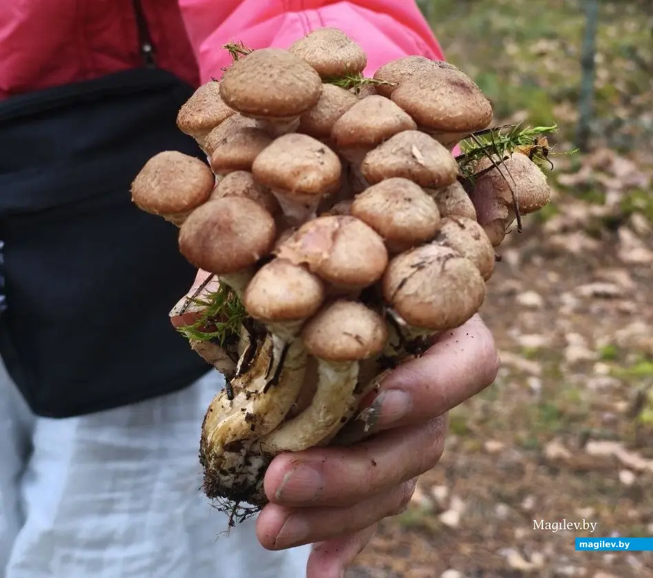 7.11.2025 г. Как мы грибной сезон закрыли: вот такие красавцы растут в наших лесах!