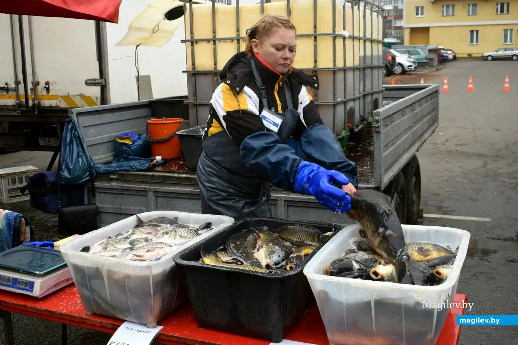 Бобруйск, 8 ноября 2025 года. Улица Горького. Сельскохозяйственная ярмарка «Золотая осень».