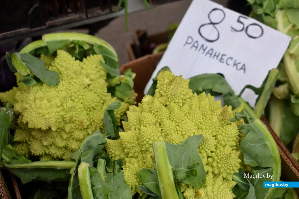 Бобруйск, 8 ноября 2025 года. Улица Горького. Сельскохозяйственная ярмарка «Золотая осень».