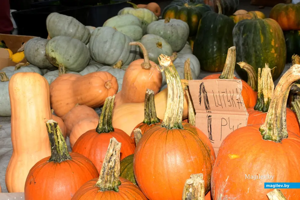 Бобруйск, 8 ноября 2025 года. Улица Горького. Сельскохозяйственная ярмарка «Золотая осень».