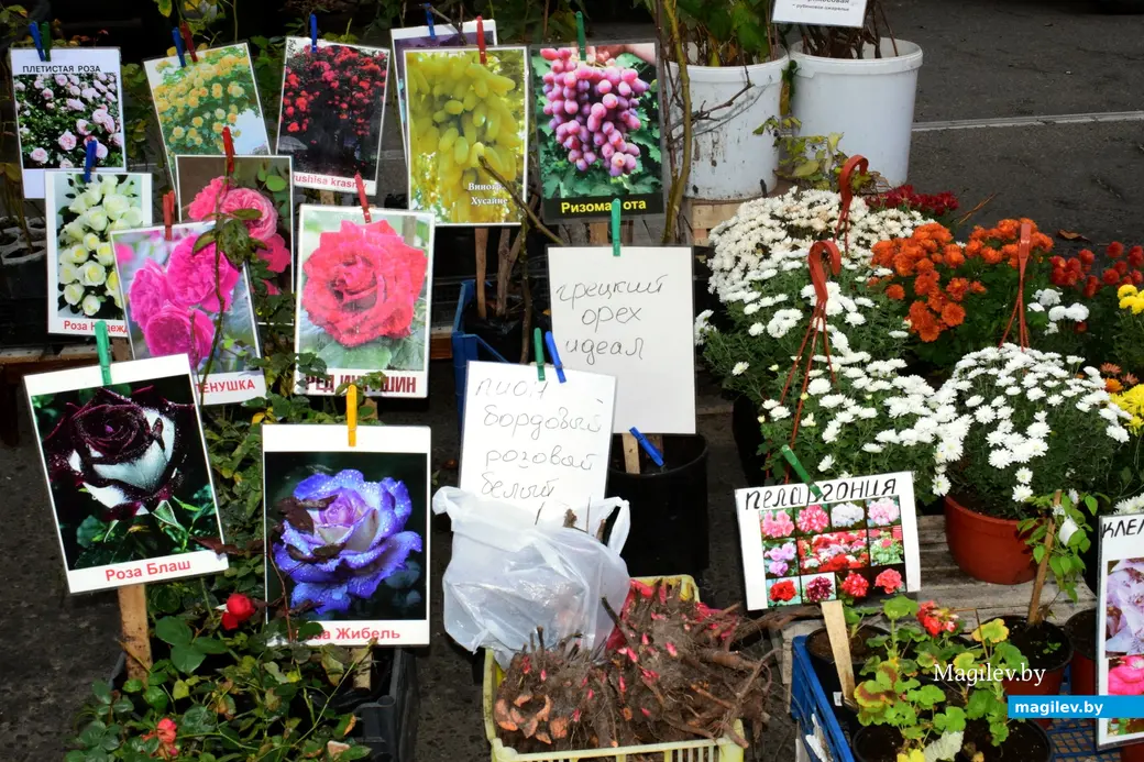 Бобруйск, 8 ноября 2025 года. Улица Горького. Сельскохозяйственная ярмарка «Золотая осень».