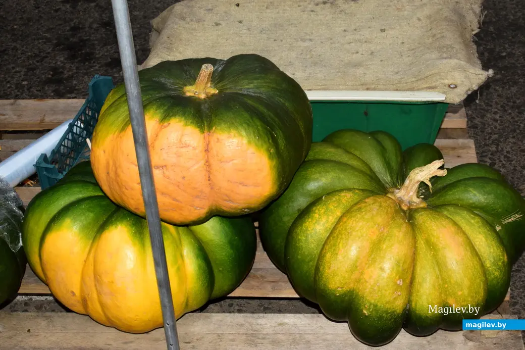 Бобруйск, 8 ноября 2025 года. Улица Горького. Сельскохозяйственная ярмарка «Золотая осень».