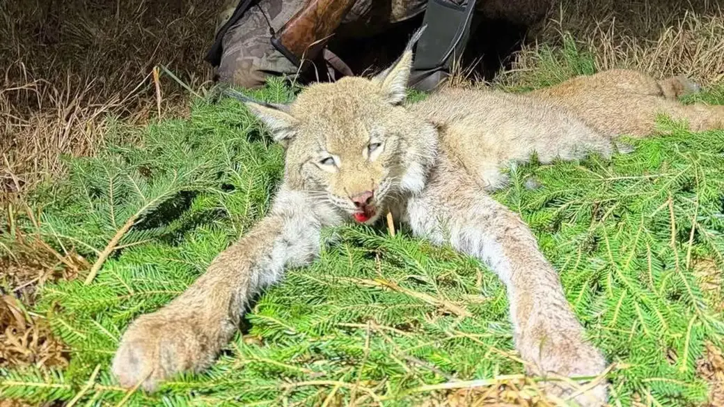 первые за последние 40 лет в Беларуси добыли трофей рыси. Фото: БООР