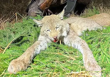 Впервые за последние 40 лет в Беларуси добыли трофей рыси