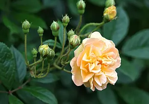 Когда укрывать розы, чтобы куст не замерз и не сопрел