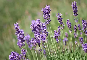 Мечтаете про лаванду на дачном участке? Посейте ее семенами в ноябре