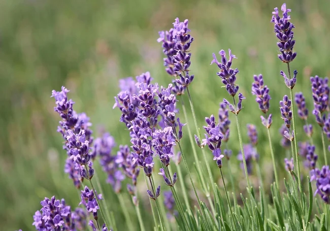 Мечтаете про лаванду на дачном участке? Посейте ее семенами в ноябре