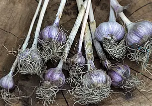 Озимый чеснок пророс, а морозов все нет. Что делать?