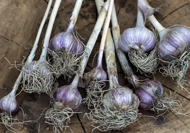 Озимый чеснок пророс, а морозов все нет. Что делать?