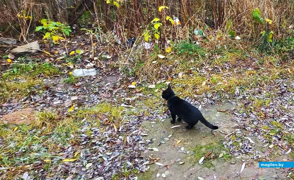 12.11.2025, Могилев, микрорайон Казимировка.