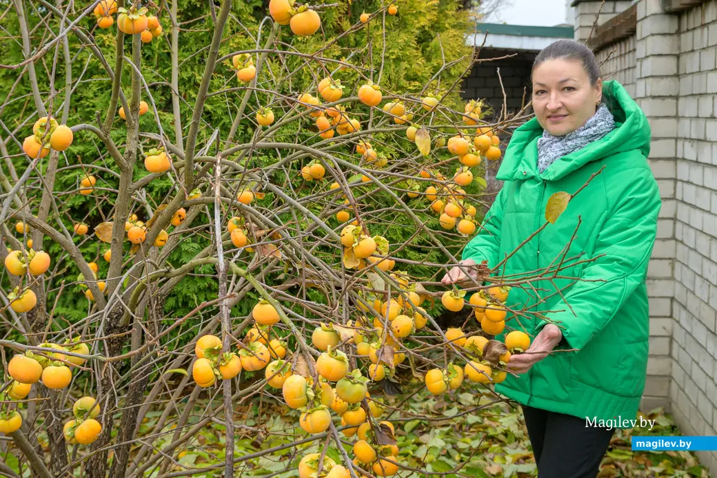 13.11.2025. Бобруйчанка Ирина Сакун вырастила хурму из косточки в условиях белорусского климата
