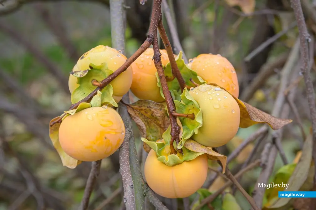 13.11.2025. Бобруйчанка Ирина Сакун вырастила хурму из косточки в условиях белорусского климата.