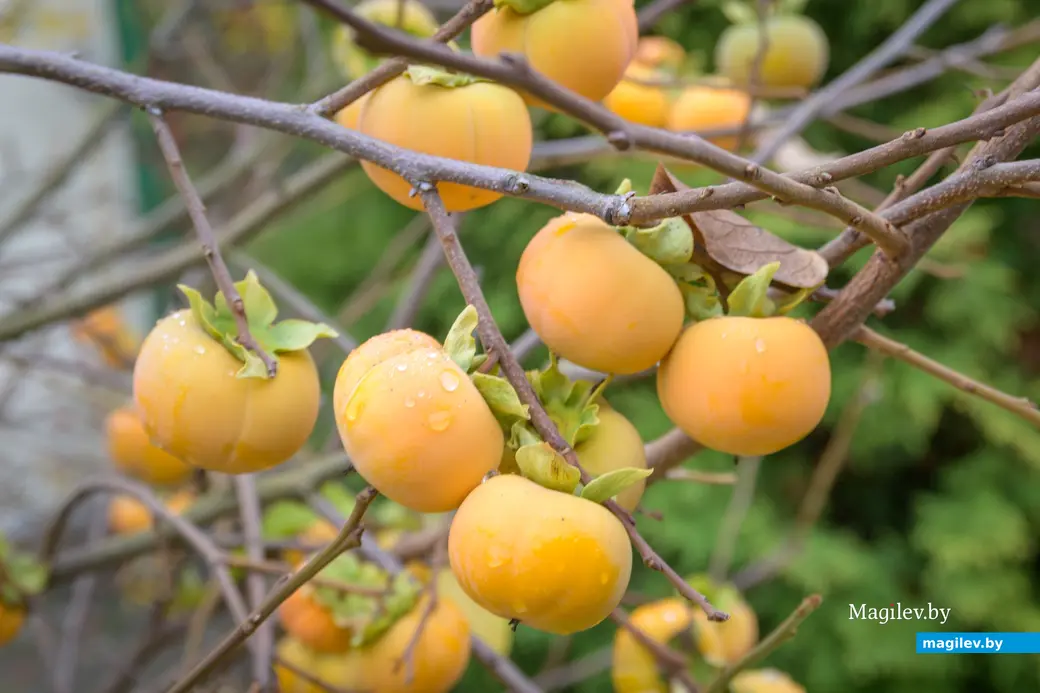 13.11.2025. Бобруйчанка Ирина Сакун вырастила хурму из косточки в условиях белорусского климата